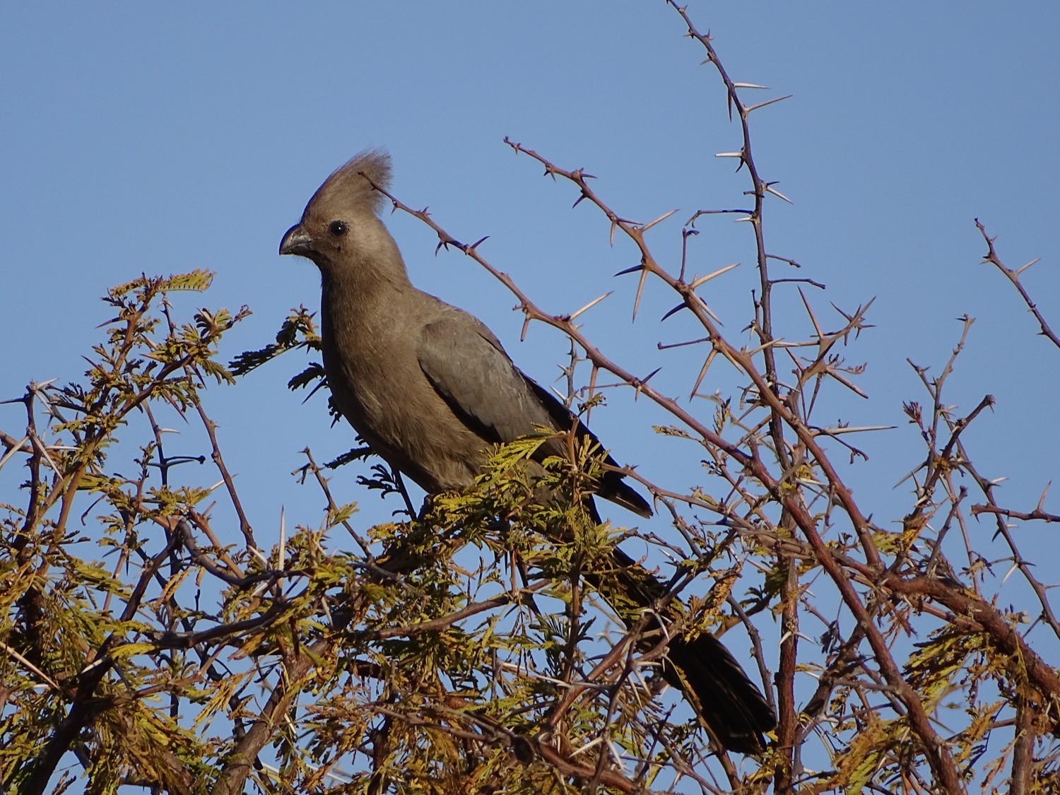 Vale toerako (Zuid Afrika). Foto van Mireille van Duuren.